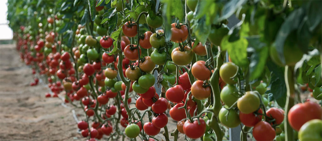 branches of tomatoes